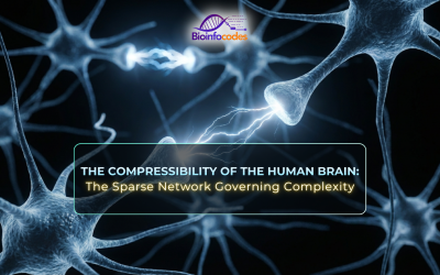 The Compressibility of the Human Brain: The Sparse Network Behind Complexity