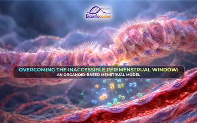 Overcoming the Inaccessible Perimenstrual Window: An Organoid-Based Menstrual Model
